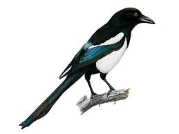 magpie